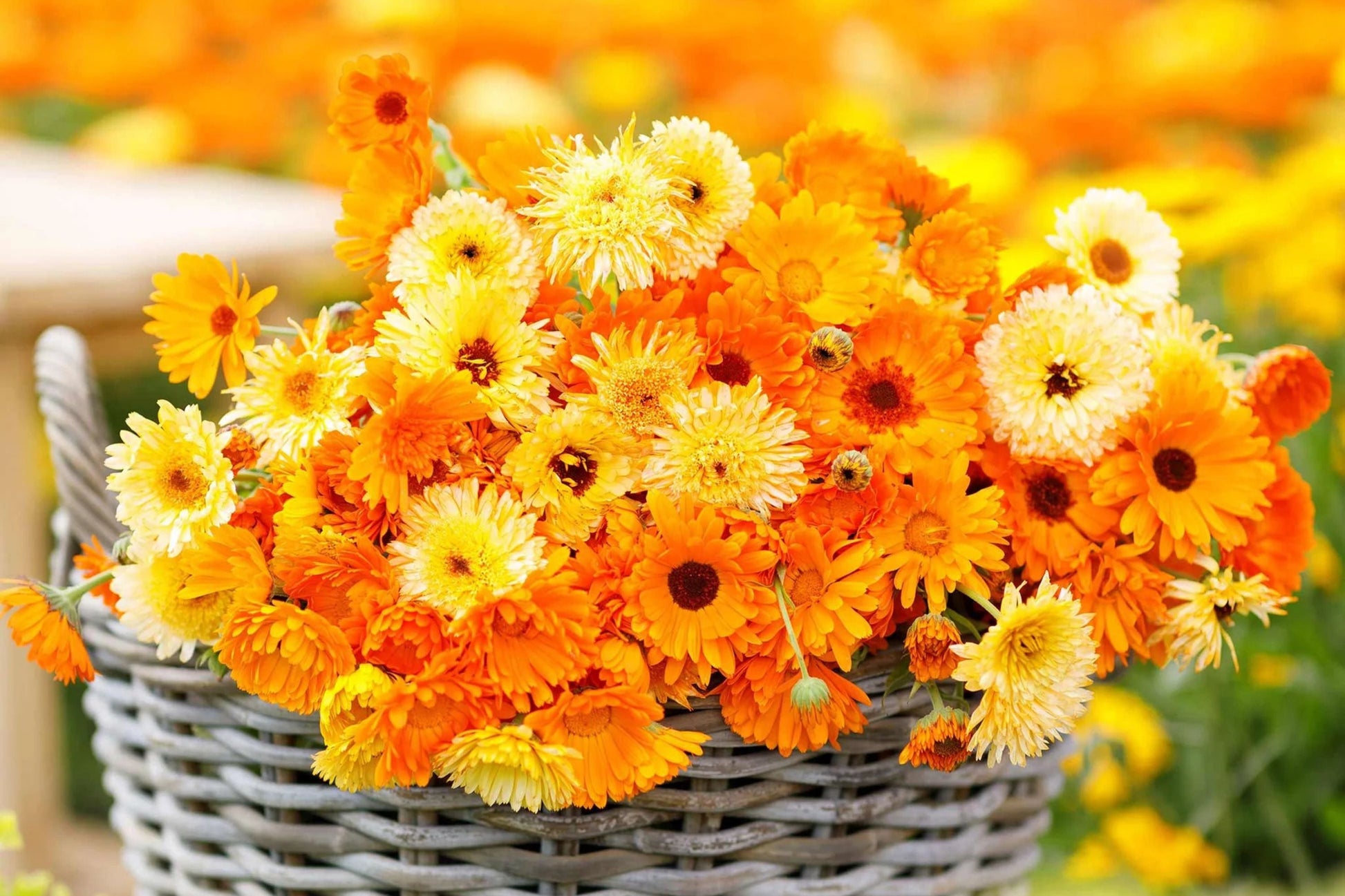 Pacific Beauty Calendula Seeds | Edible Flowers, Heirloom, Orange, Yellow, Cream | Calendula officinalis