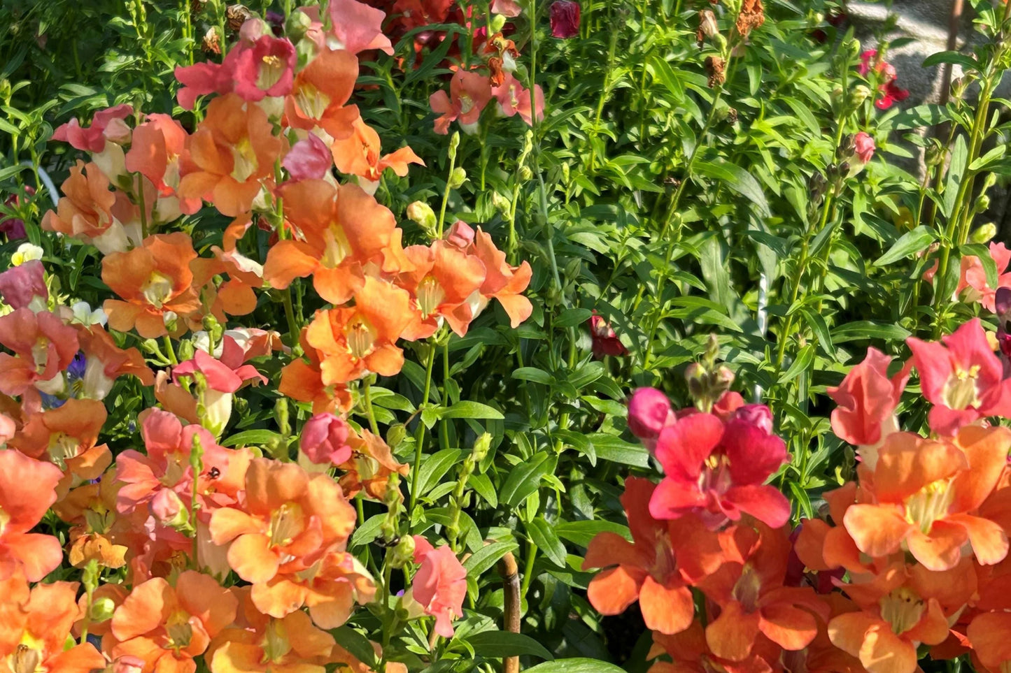 Chantilly Mix Snapdragon Seeds - 1000+ Tall Cottage Flowers - Pollinator Friendly - USA Grown - Cut Flower Garden