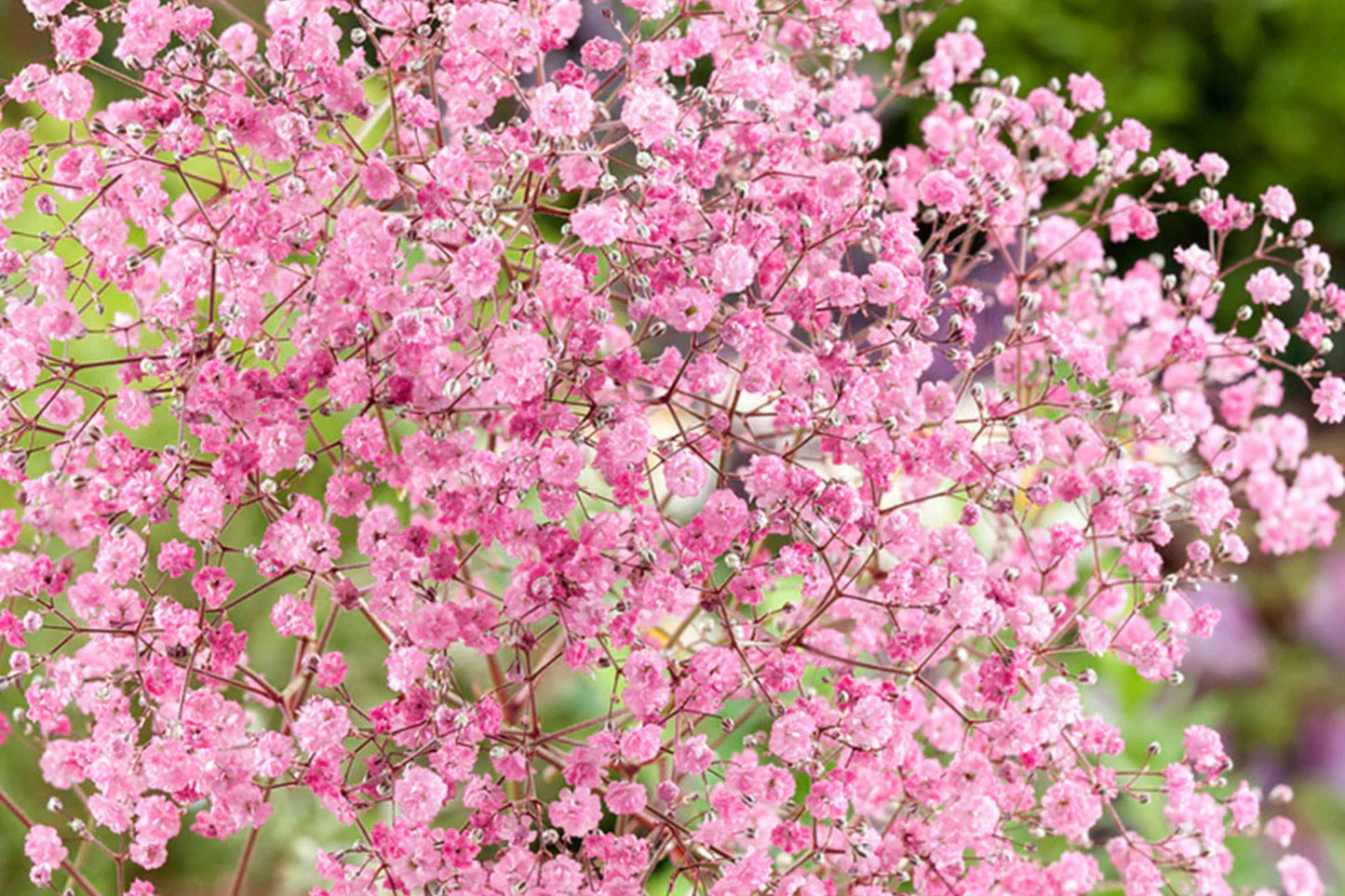 Pink Baby's Breath Seeds | Non-GMO Gypsophila elegans Light Pink Blooms for Cut & Dried Flowers