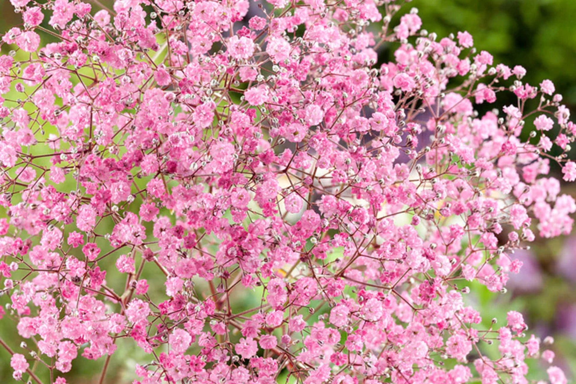 Pink Baby's Breath Seeds | Non-GMO Gypsophila elegans Light Pink Blooms for Cut & Dried Flowers
