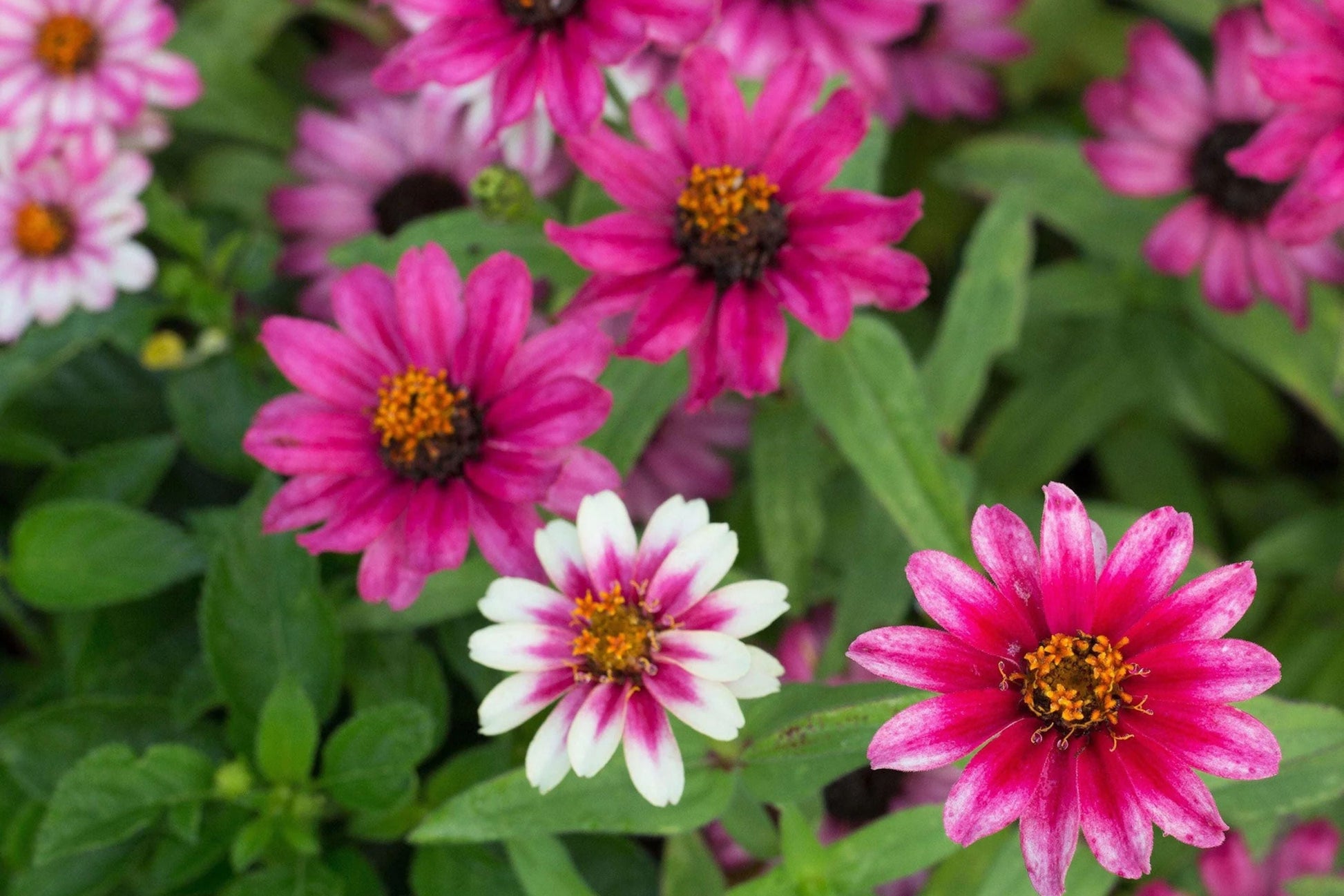 Profusion Cherry Bicolor Zinnia Seeds – 100+ Dual-Tone Flowers, Disease Resistant, Butterfly Garden, USA Grown, Summer Blooms