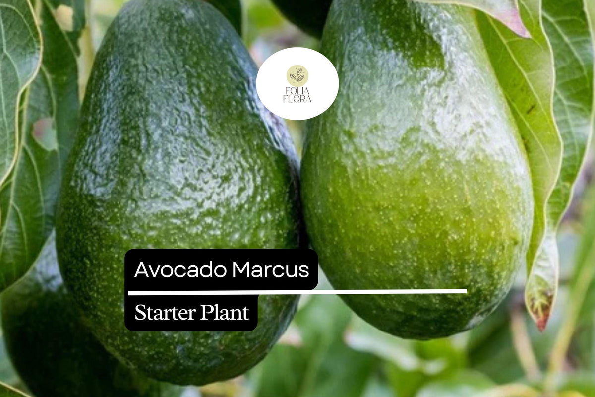 Avocado Tree Starter Plant 1-2' Marcus Variety (Persea americana) - Tropical Fruit Tree for Home Garden, Edible Green Foliage