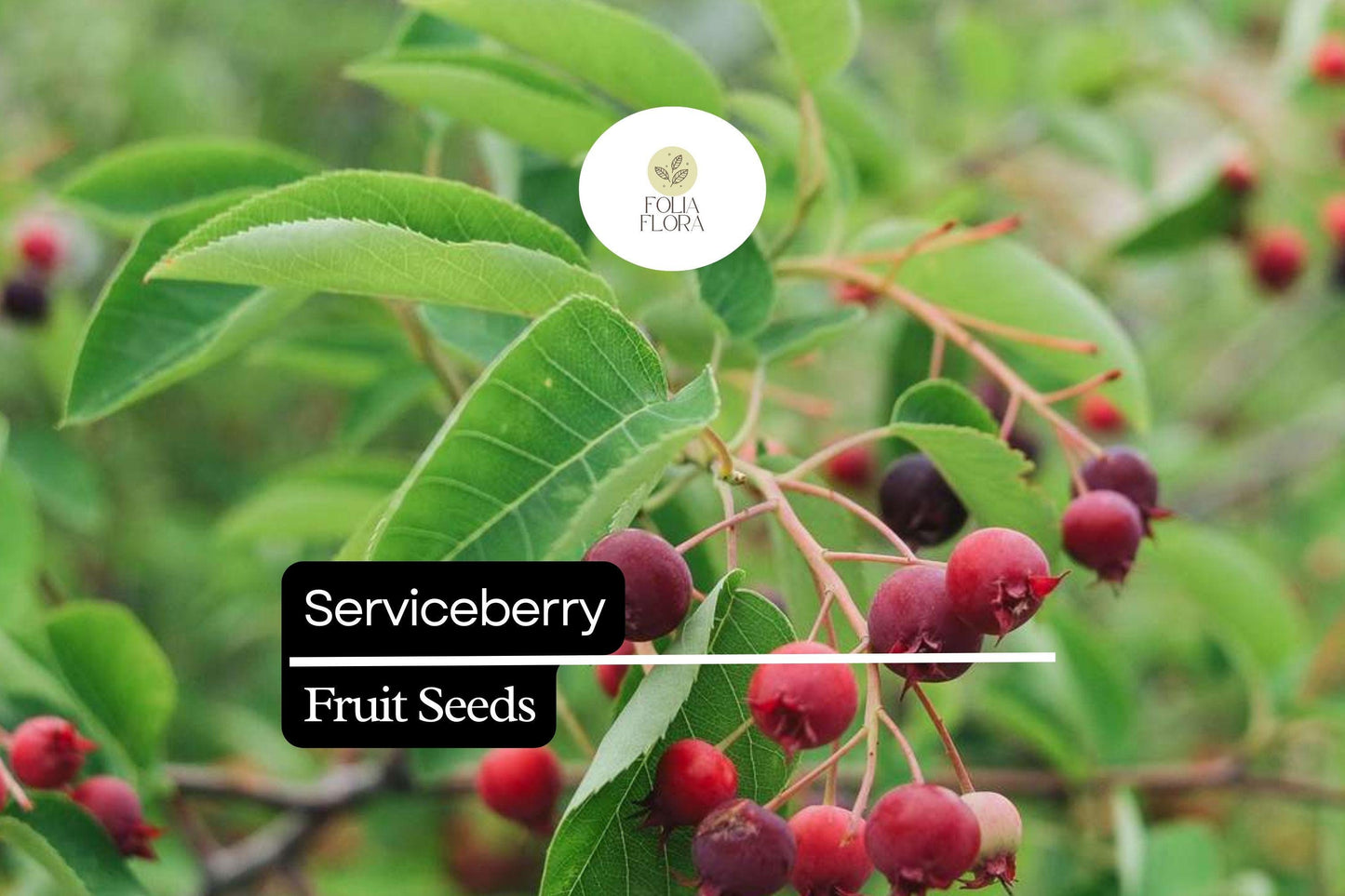 15 Serviceberry Seeds (Amelanchier arborea) | Edible Berries, Spring Blooms & Wildlife-Friendly Native Tree