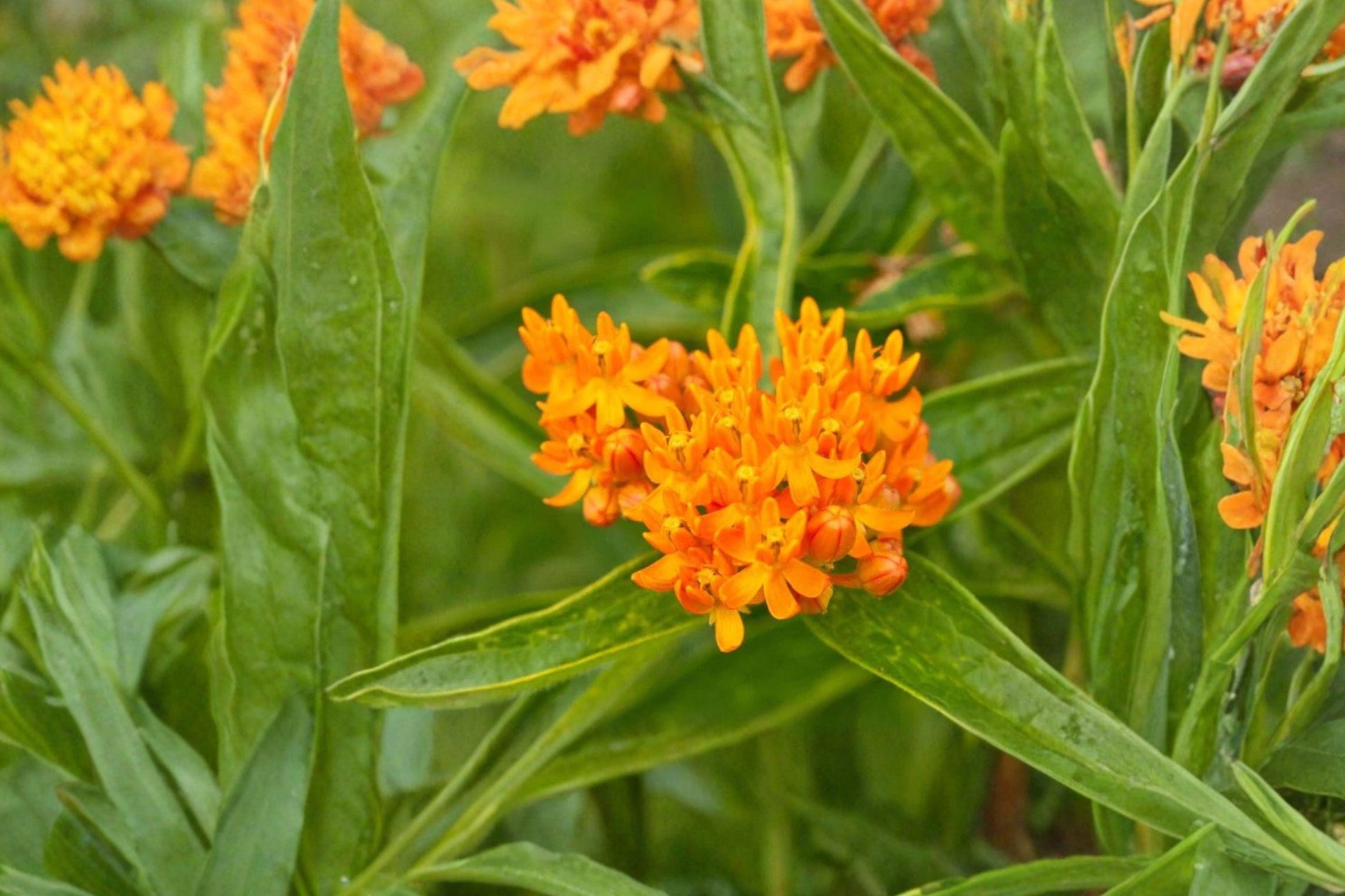 15 Butterfly Weed Seeds, Asclepias tuberosa, Native Perennial Wildflower, Monarch Butterfly Host Plant, Drought-Tolerant Pollinator Seeds