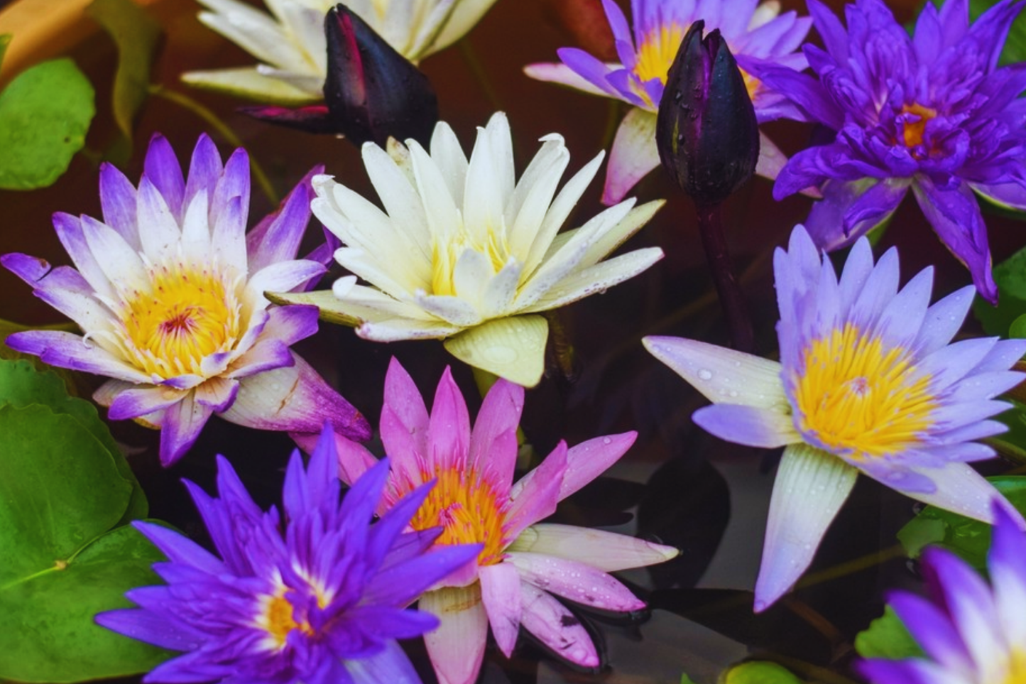 Mixed Lotus Nicked Seeds - 10 Pack - Nelumbo nucifera - USA Seller