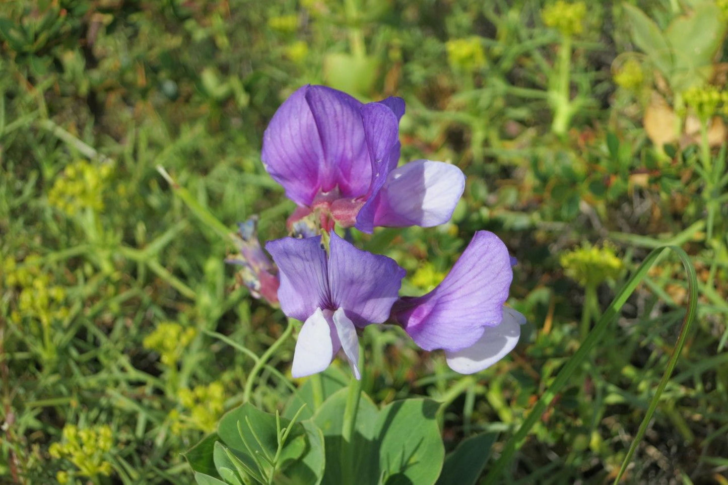 Perennial Sweet Pea Seeds 50 Pack - Fragrant Climbing Vine - Lathyrus nervosus - Cottage Garden Trellis Climber - Non-GMO