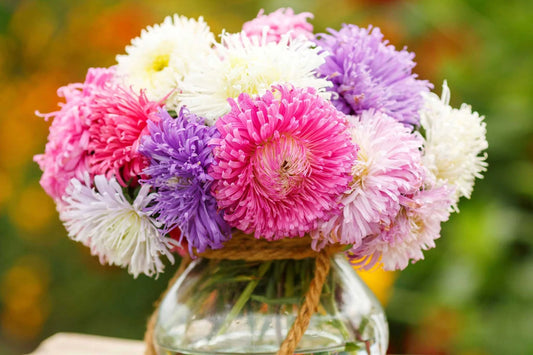 Giants of California Aster Seeds | Pink, Purple, White Blooms | Callistephus chinensis | Non-GMO Cut Flower Seeds