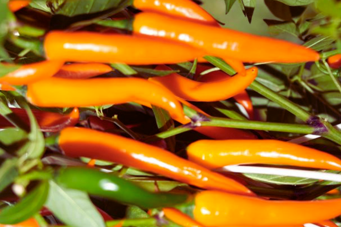 Golden Cayenne Hot Pepper Seeds | Non-GMO Capsicum annuum | Gold Cayenne Chile Pepper