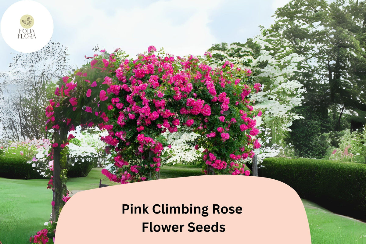 20pcs Pink Climbing Rose Seeds – Rare Vibrant Pink Climbing Roses for Trellises & Fences
