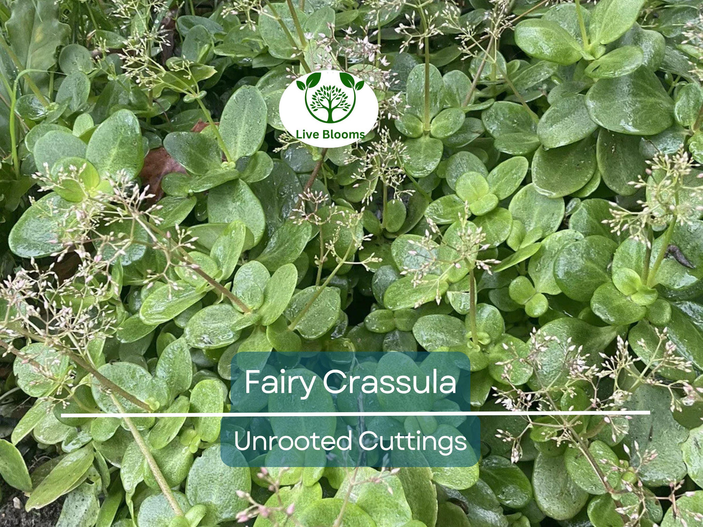 3 Fairy Crassula Succulent 3" Unrooted Cuttings - Easy Care Calico Kitten Succulent for Indoor Gardening