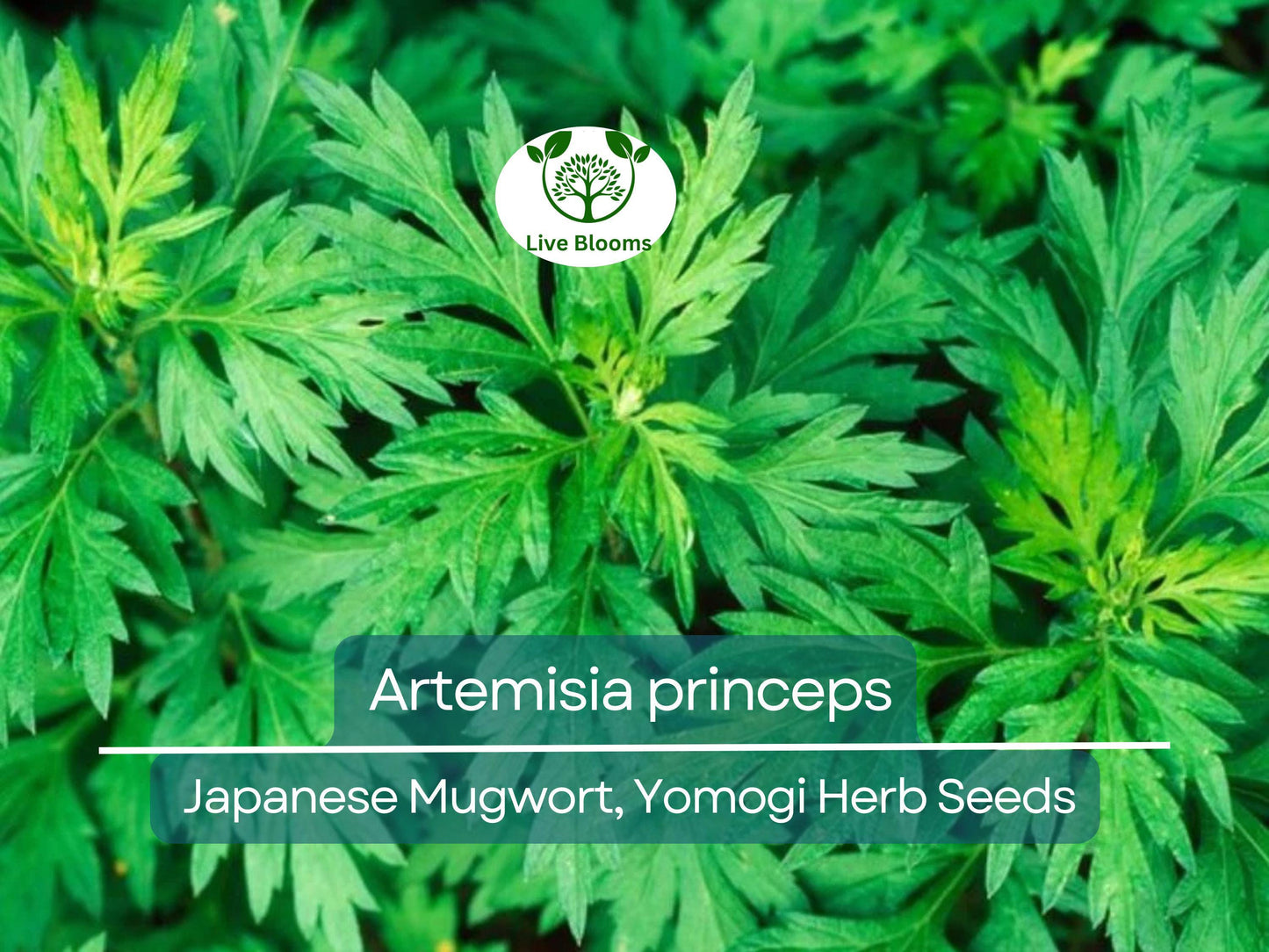 100 Seeds Japanese Mugwort (Artemisia princeps) Herb for Culinary and Aromatic Use