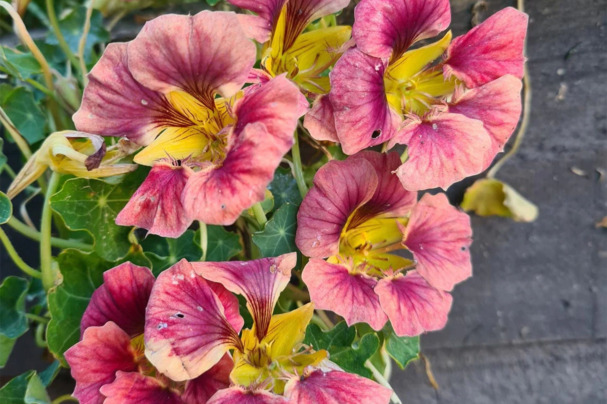 Purple Emperor Nasturtium Seeds - 50+ Edible Trailing Vines with Rare Dark Purple Flowers - Tropaeolum majus, Fast Growing, USA Grown