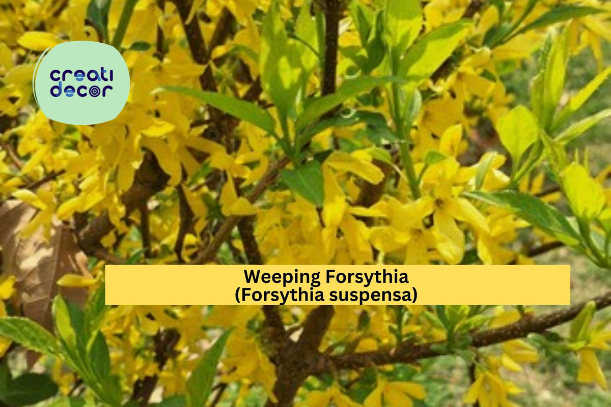 Weeping Forsythia Seeds (Forsythia suspensa) – 10 Non-GMO Golden-Bell Shrub Seeds for Early Spring Blooms