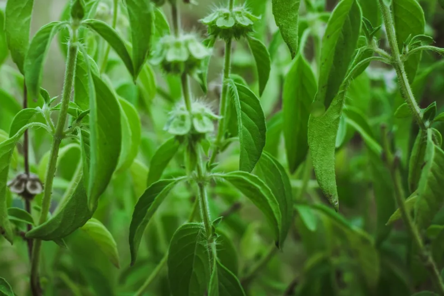 Lemon Basil Seeds | Thai, Persian, Lao, White Varieties | Ocimum basilicum | Culinary Herb Seeds