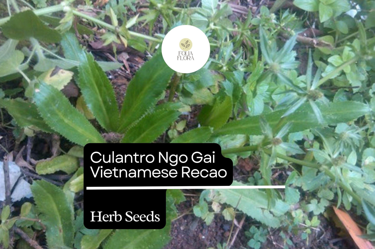 100mg Culantro Seeds Eryngium foetidum Ngo Gai Vietnamese Recao Heirloom Herb for Cooking