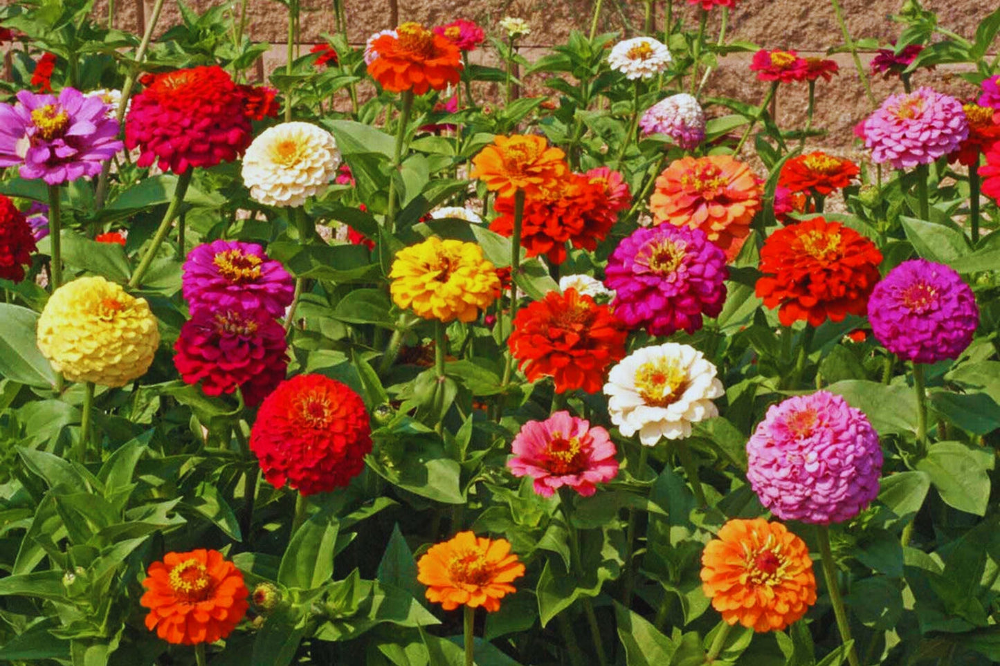 Zinnia Flower Seeds - 100+ Mixed Colors for Butterflies - Annual USA (Zinnia elegans)