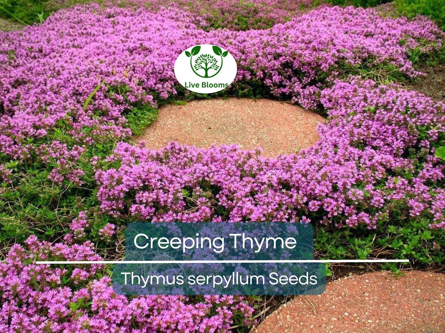5000 Creeping Thyme Seeds | Perennial Aromatic Herb & Purple Groundcover for Gardens and Lawns