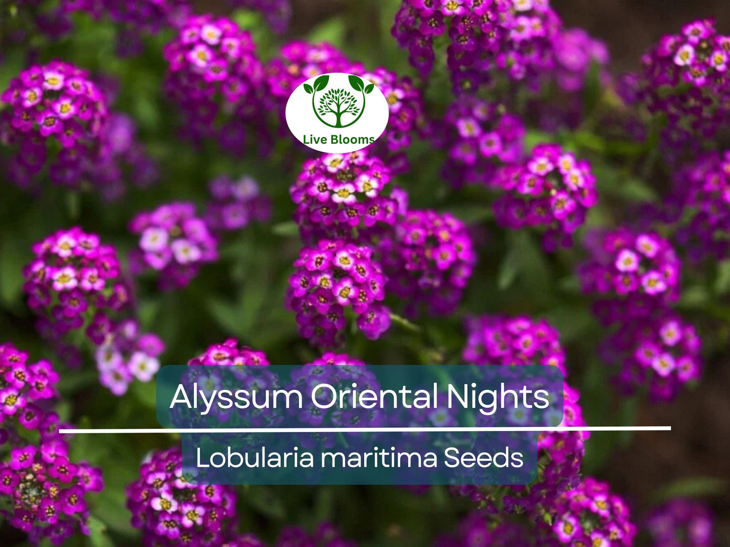 500 Alyssum Oriental Nights Seeds Dark Purple Fragrant Groundcover Non-GMO Lobularia maritima
