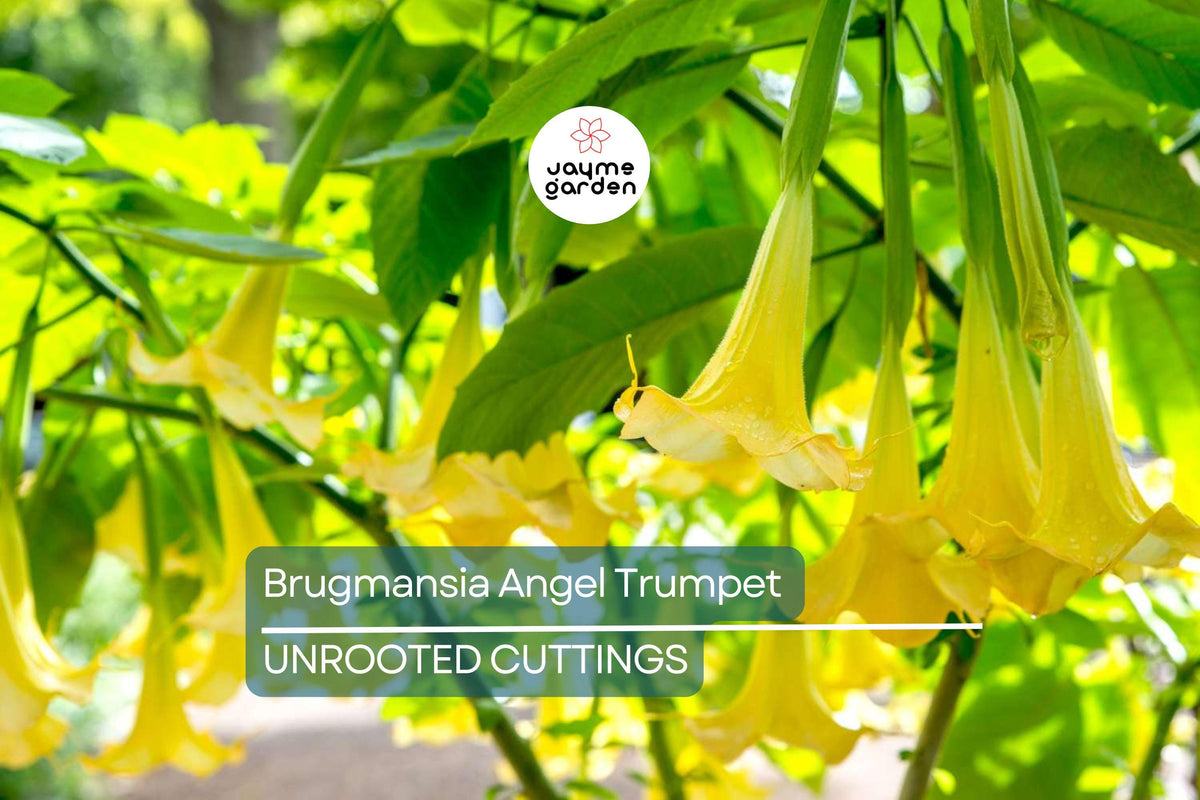 Brugmansia Angel Trumpet Cutting | 4” Unrooted | Fast-Growing Tropical Plant | Yellow Flowers | Easy to Grow