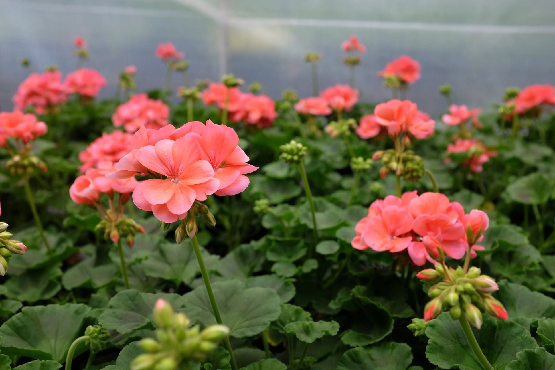 Patriot Salmon Geranium Seeds - 25+ Premium USA Grown Seeds for Vibrant Coral Blooms in Containers & Gardens Pelargonium x hortorum