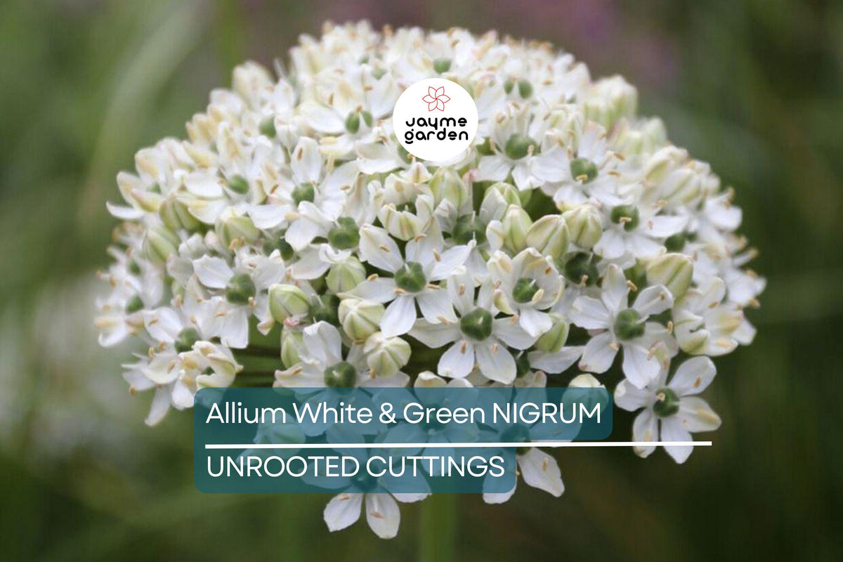 Allium Nigrum Bulbs - 5 Fragrant White & Green Flower Bulbs, Deer-Resistant, Ideal for Cut Flowers, USDA Zones 4-8