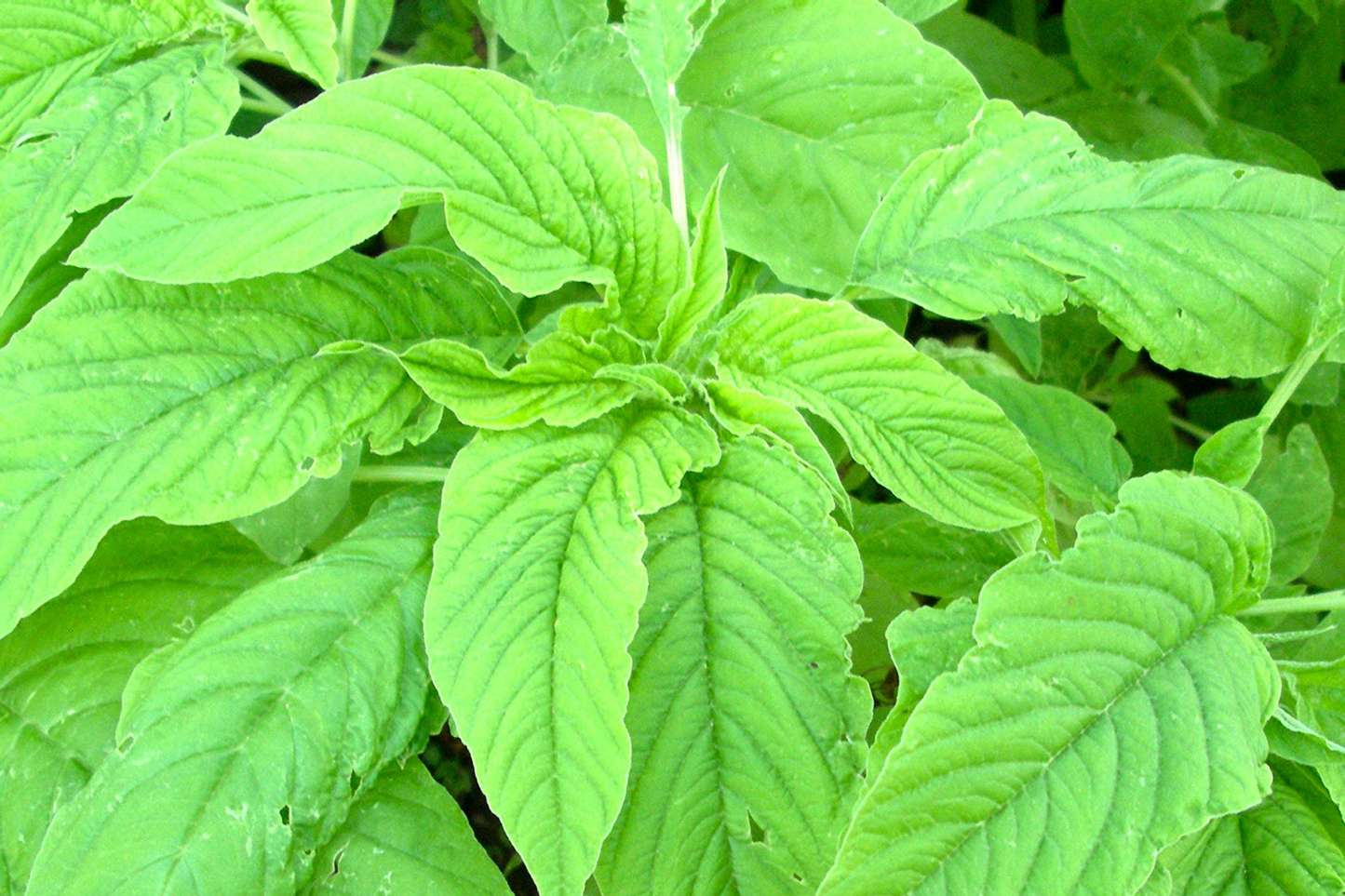 Green Leaf Amaranth Seeds | Amaranthus viridis | Jamaican Callaloo, Yin Choi