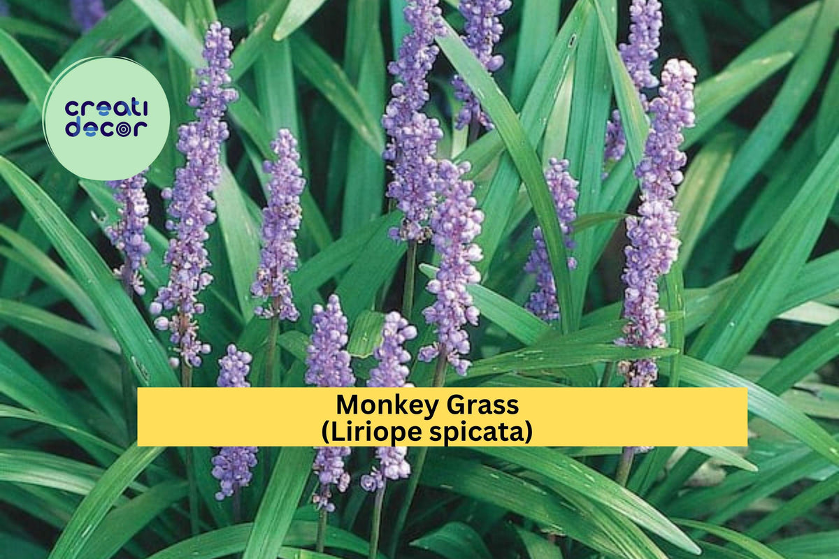 40 Bare Root Monkey Grass Plants | Evergreen Ground Cover | Liriope spicata | Low-Maintenance Perennial for Landscaping