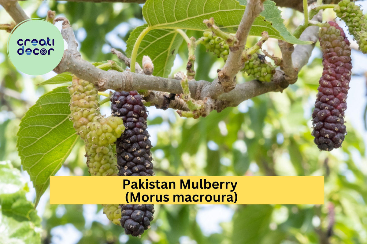 Pakistan Mulberry Cuttings 10 Pack - Fresh Organic Morus macroura for Rooting & Grafting, Sweet Deep-Red Fruit