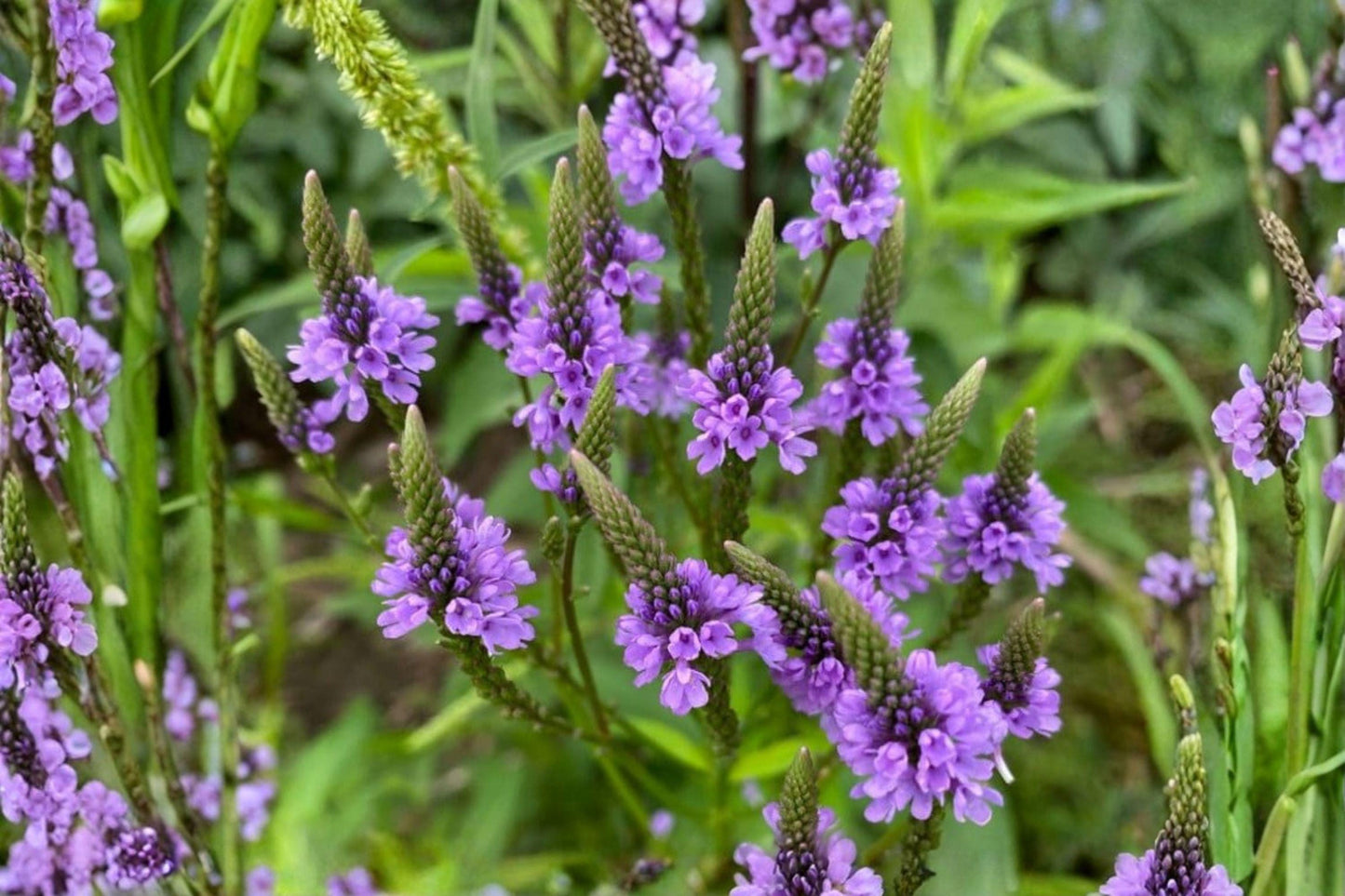 Blue Vervain Seeds – Verbena hastata – Native Wildflower for Pollinators – Moist Soil Perennial Seed Pack