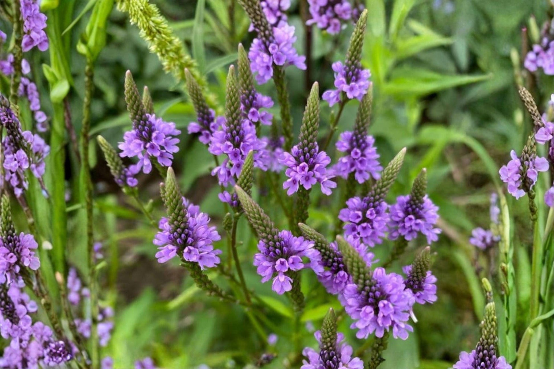 Blue Vervain Seeds – Verbena hastata – Native Wildflower for Pollinators – Moist Soil Perennial Seed Pack