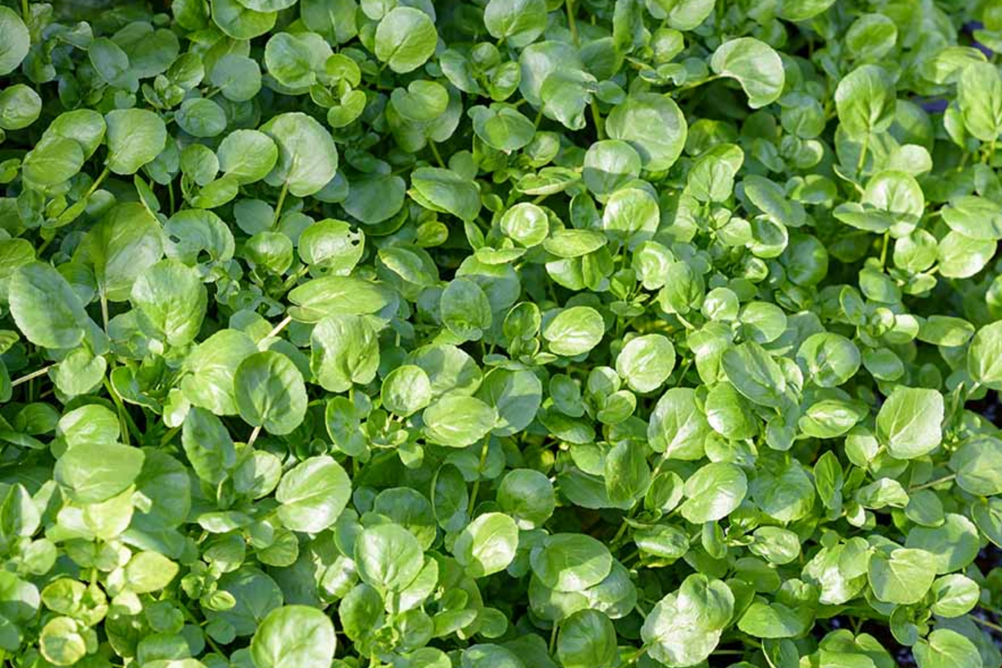 Watercress Seeds | Chinese Watercress & Yellowcress Herb | Nasturtium officinale
