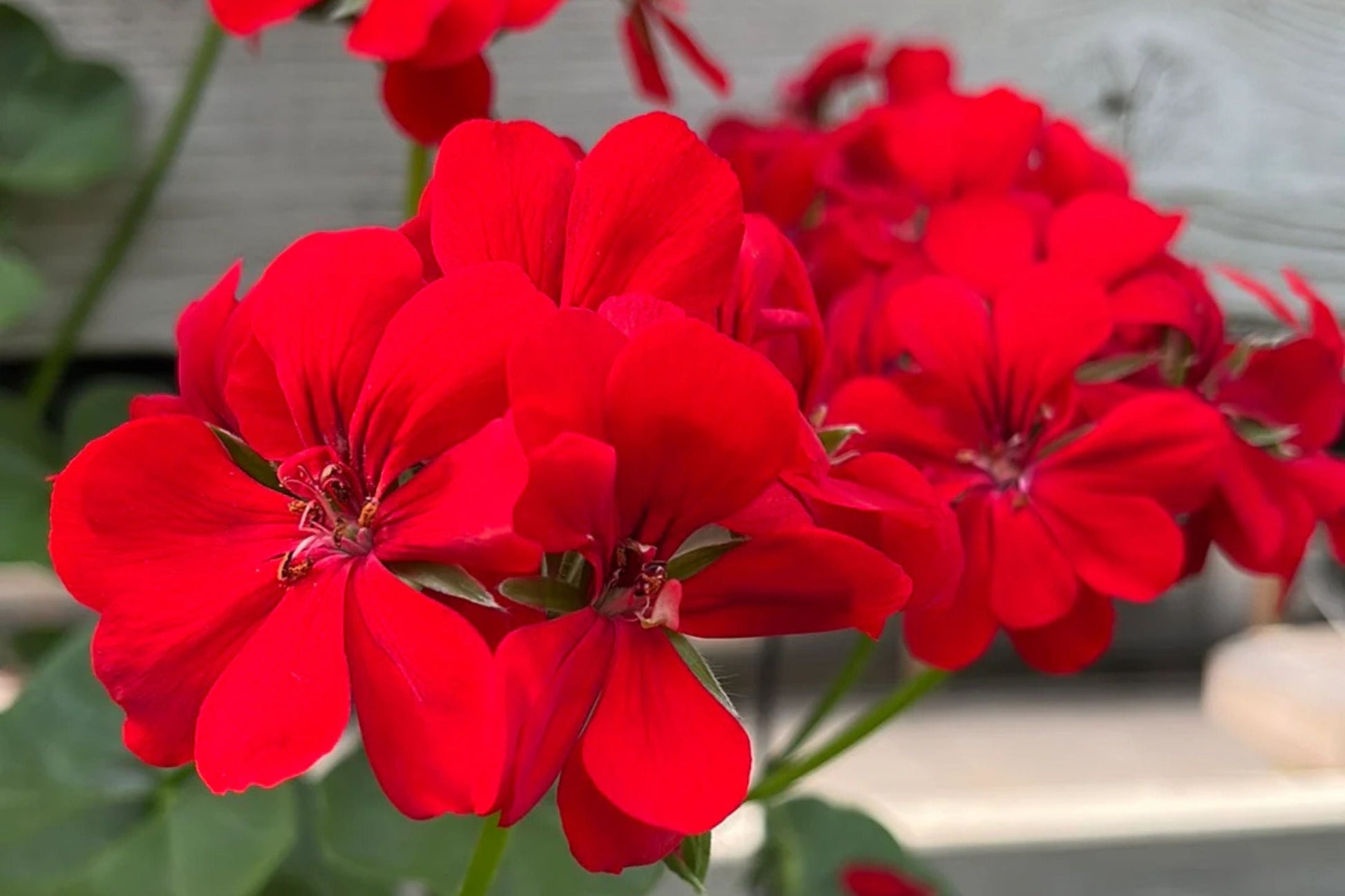 Precision Red Ice Ivy Leaf Geranium Seeds – 25+ Seeds for Vibrant Red Blooms, Trailing Geranium, USA Grown, Easy to Grow, Container & Basket Plant