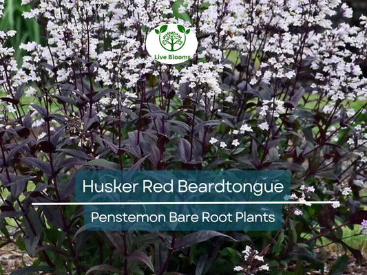 10 Husker Red Beardtongue Plants – Bare Root Perennials with Burgundy Foliage & White Flowers, Zone 4-9