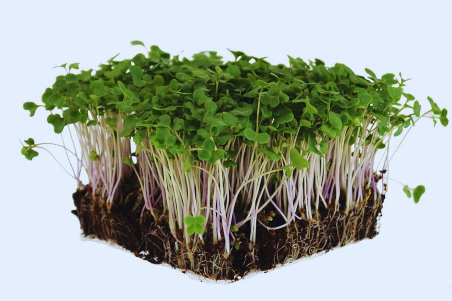 Sprouting Lid Kit with Non-GMO Broccoli Seeds – Reusable Lids for Mason Jars, Brassica oleracea var. italica, Indoor Sprouts
