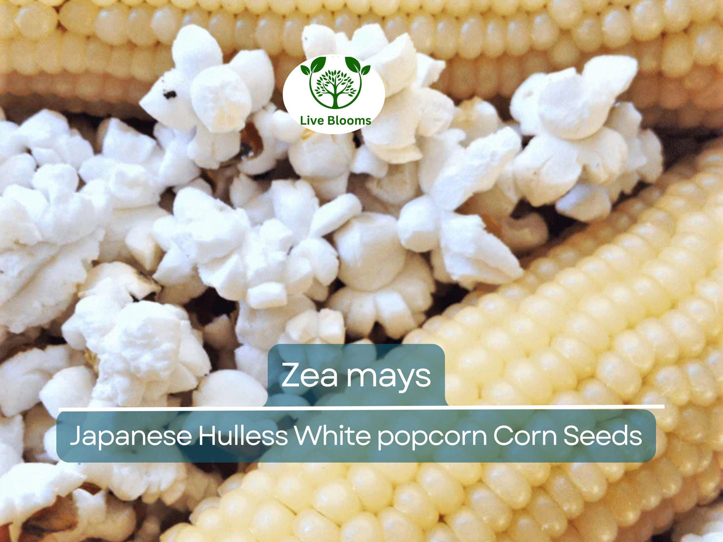 50 Seeds Japanese Hulless White Baby Corn Popcorn - Heirloom Zea mays for Homegrown Snacks