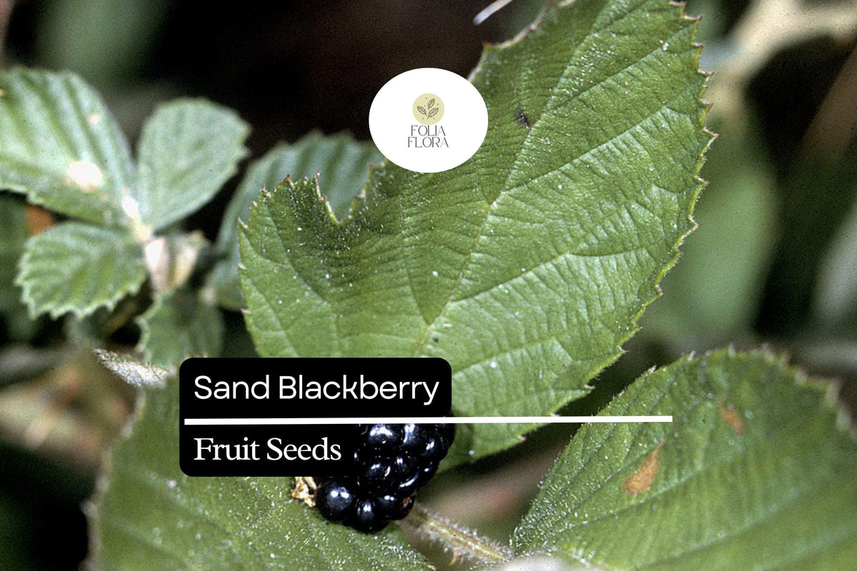 25 Sand Blackberry Seeds | Rubus cuneifolius | Edible Wild Bramble for Pollinator Gardens | Southeastern USA Native
