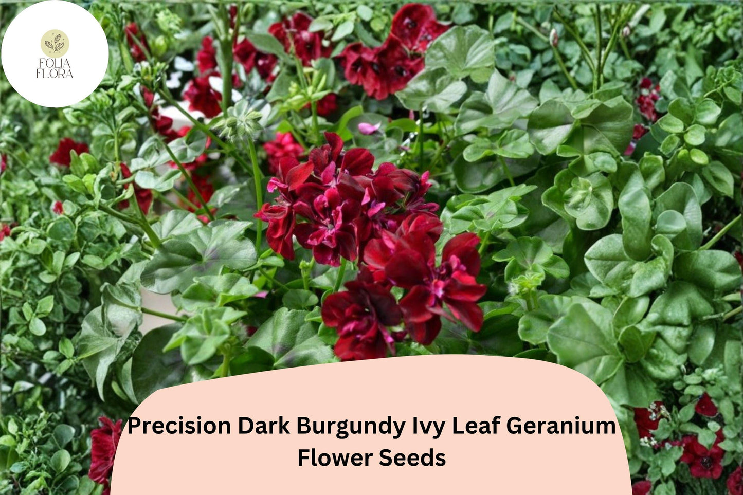25+ Precision Dark Burgundy Ivy Leaf Geranium Seeds | Trailing Geranium with Deep Burgundy Blooms