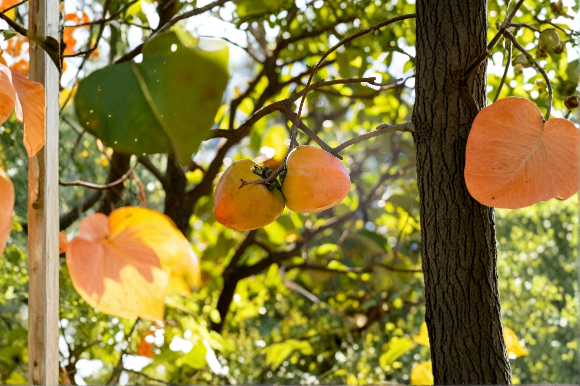 Tanenashi Persimmon Tree – 1 Live Well-Rooted Diospyros kaki Astringent Asian Persimmon, Sweet Fruit Starter
