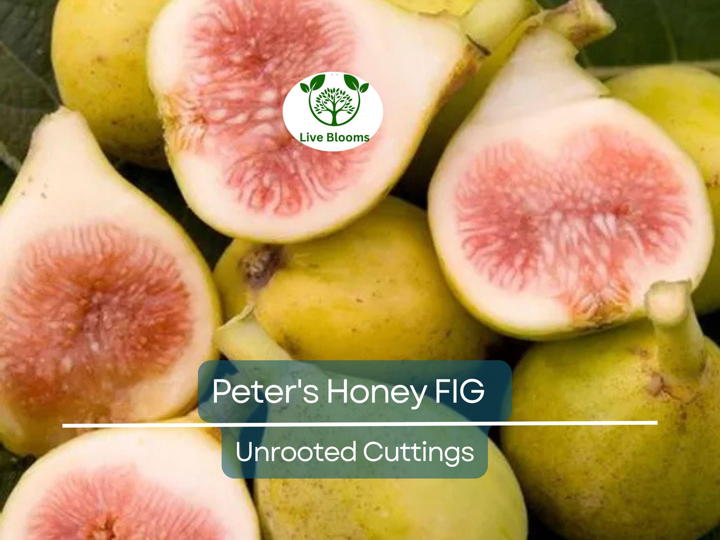 2 Peter's Honey Fig Cuttings 6"+ with 3+ Nodes - Sweet Honey Fig Scions for Propagation