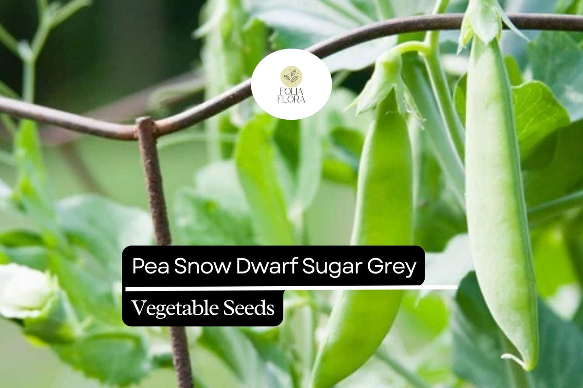 Pea Seeds 5g Snow Dwarf Sugar Grey, Heirloom Non-GMO, Sweet Pods, Compact Plants, Pisum sativum for Small Gardens