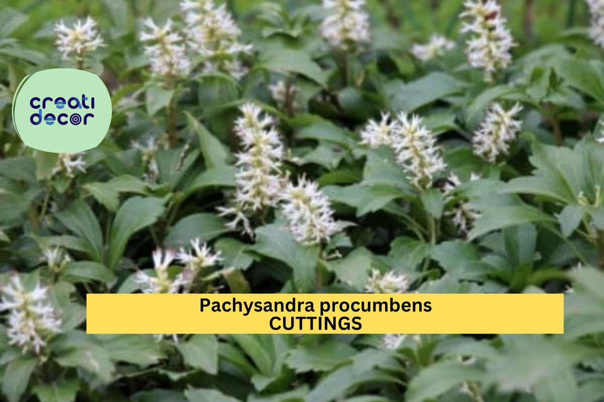 10 Pachysandra procumbens Rooted Cuttings | Native Winter-Hardy Shade Ground Cover