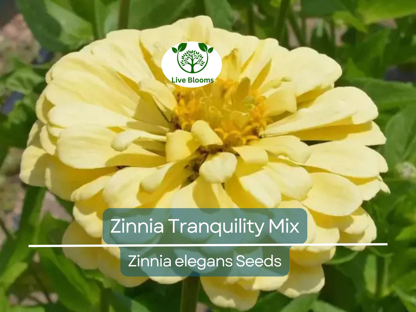 100 Seeds Zinnia Tranquility Mix - Double Bloom Cut Flowers for Butterflies & Hummingbirds