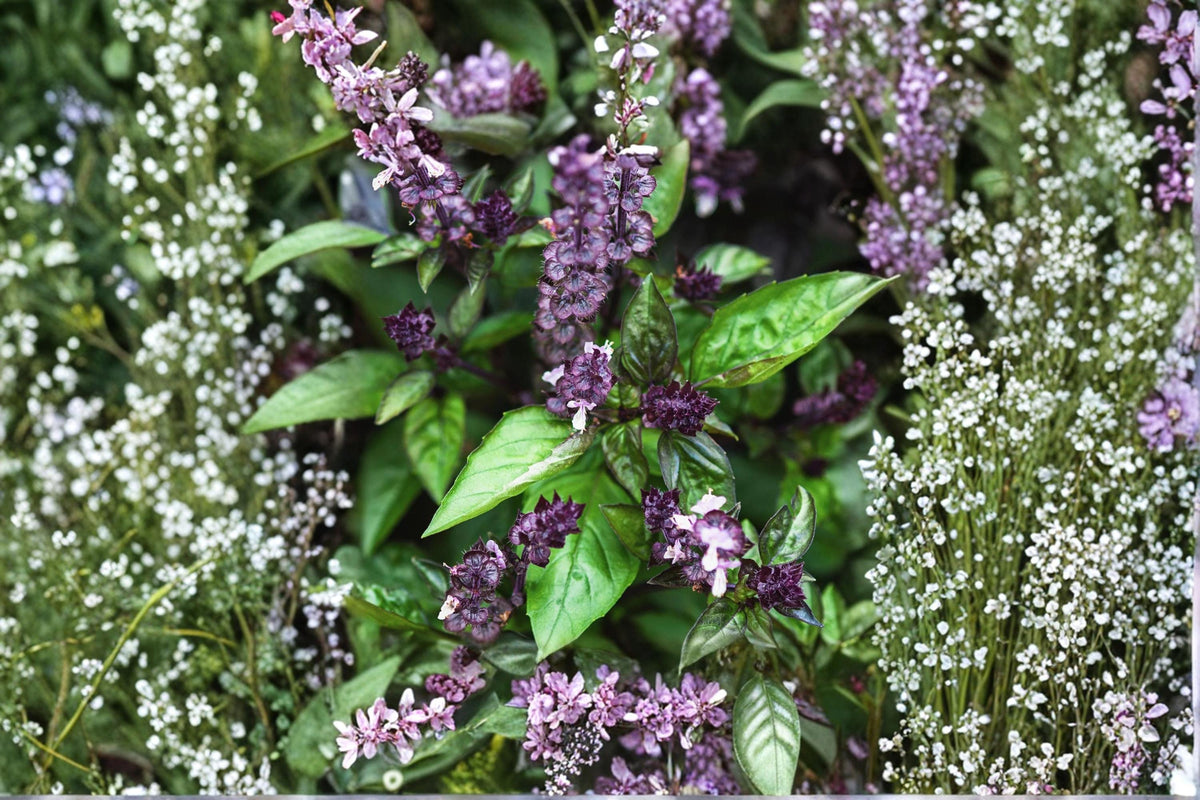 Cinnamon Basil Seeds | 75 Count | Aromatic Edible Herb | Ocimum basilicum | Fast-Growing for Gardens & Containers