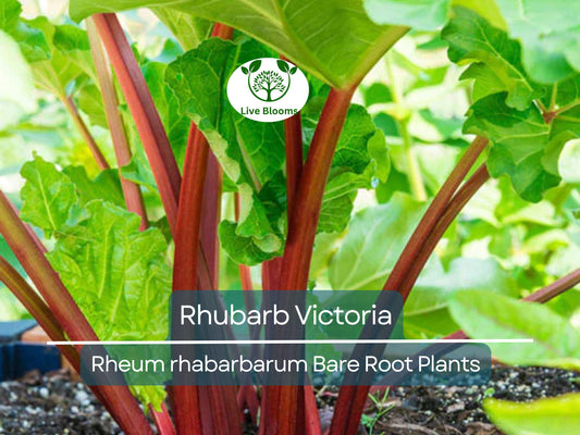 1 Rhubarb Victoria Bare Root Plant – Heirloom Perennial Vegetable with Tart Red-Green Stalks