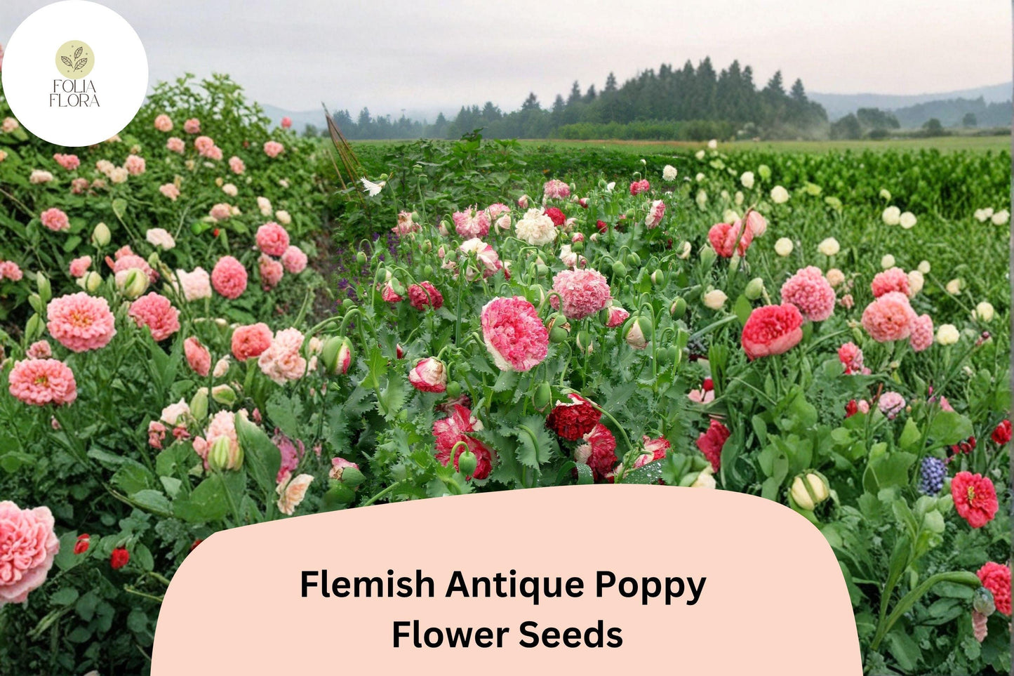 200+ Flemish Antique Poppy Seeds – Frilled Cream & Red Blooms, Easy to Grow Annual Flowers