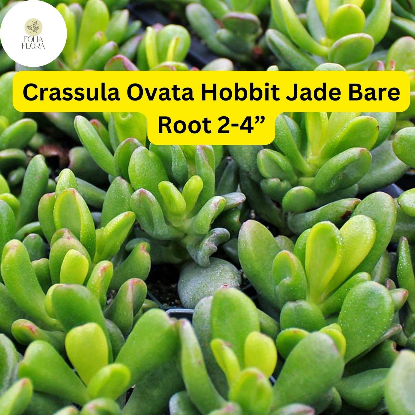 Crassula Ovata ‘Hobbit Jade’ Bare Root 2-4” Plant | Unique Bonsai Succulent & Easy-Care Money Tree