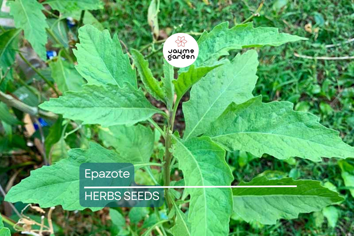 300 Epazote Seeds | Non-GMO Culinary & Medicinal Herb | Dysphania ambrosioides | Mexican Flavoring for Black Beans & Soups