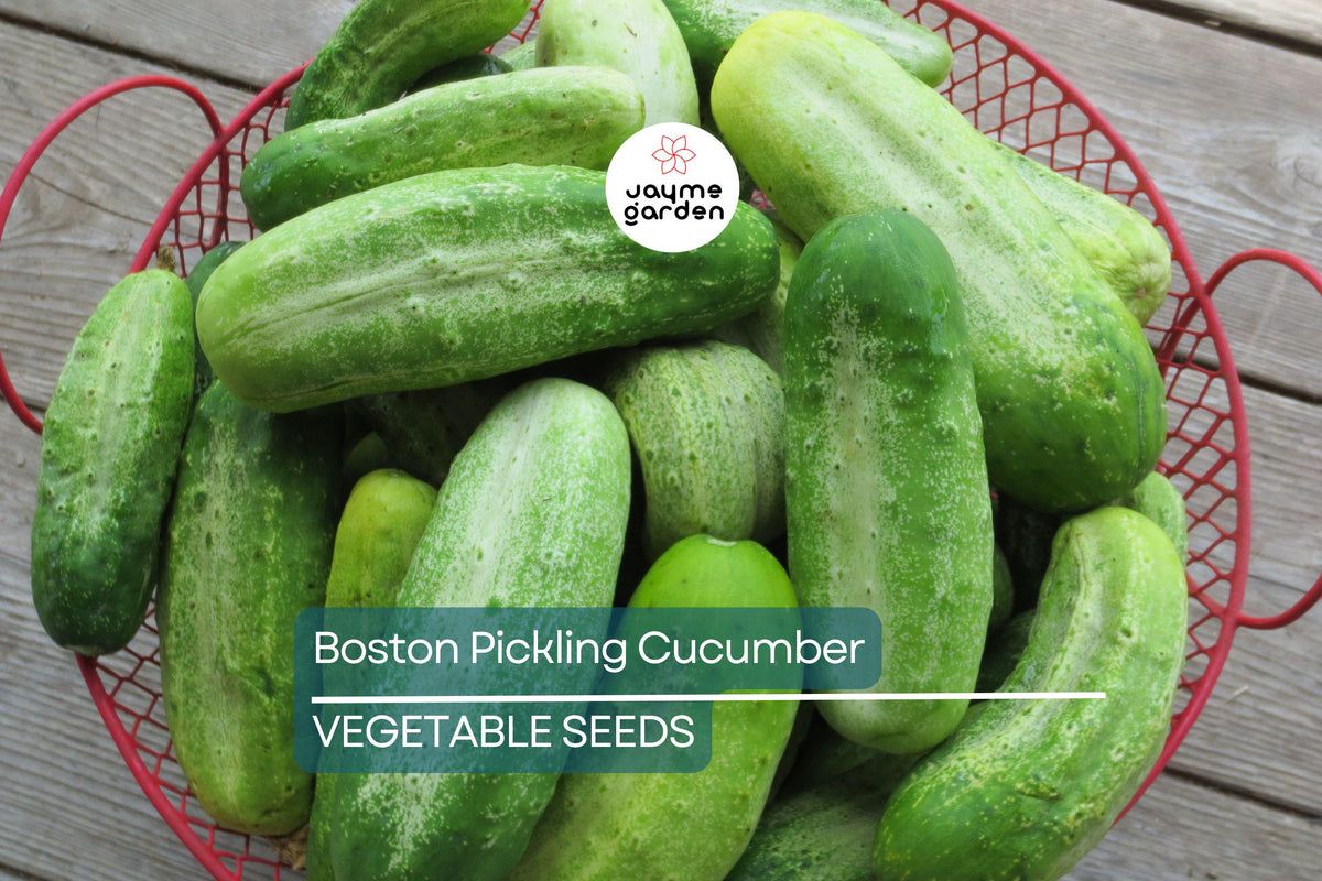 75 Boston Pickling Cucumber Seeds – Heirloom Non-GMO Cucumis sativus for Pickling & Salads – Fast-Growing Vining Variety