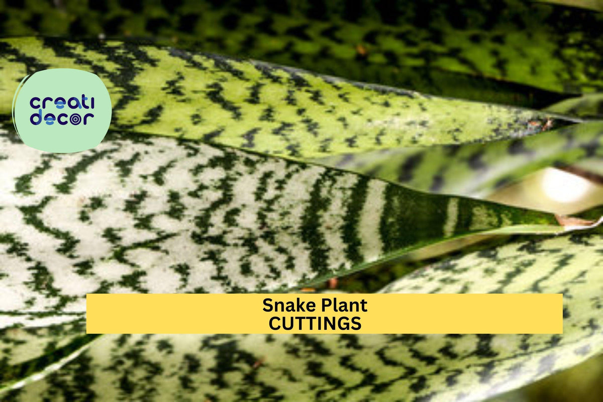 9 Organic Hawaii-Grown Snake Plant Leaf Cuttings | Easy to Root Sansevieria Starter Pack