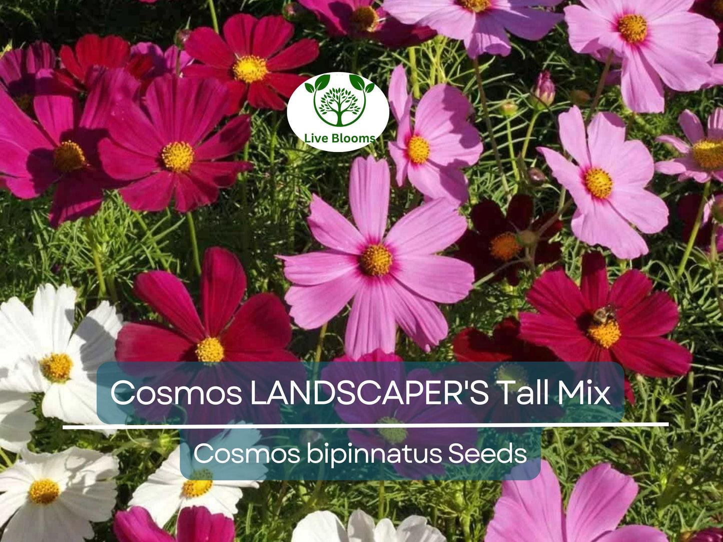 500 Seeds Cosmos bipinnatus Tall Mix – Non-GMO Wildflower Blend for Pollinators & Cut Flowers